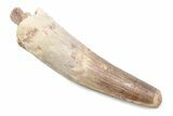Fossil Spinosaurus Tooth with Partial Pterosaur Tooth #370576-1